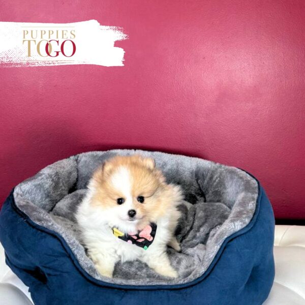 Pomeranian puppies sale Miami M Light Orange Parti #8463 - Image 2