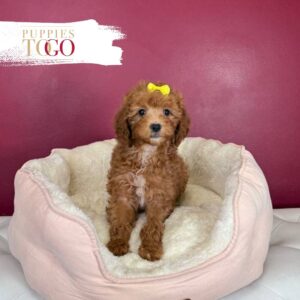 Mini GoldelDoodle Puppies Sale Miami F Red #2408