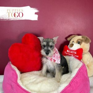 Mini Schnauzer puppies for sale Miami F Salt/Pepper #5270