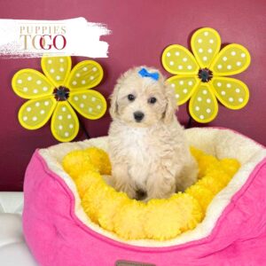 Maltipoo Puppies for Sale in Miami F Cream #2245