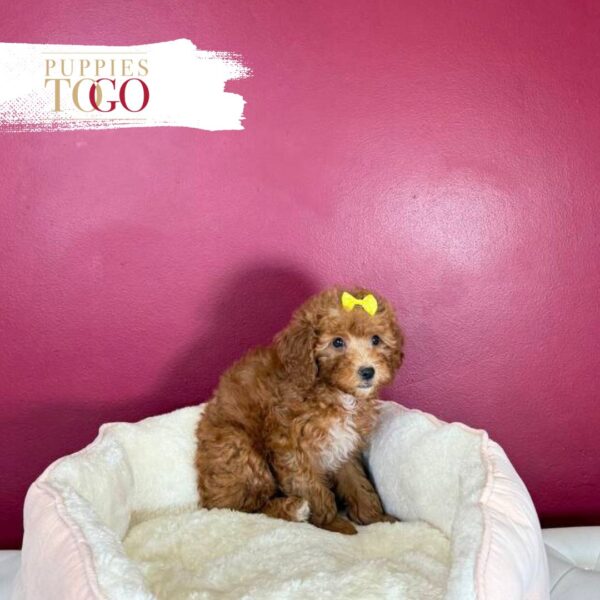 Mini GoldelDoodle Puppies Sale Miami F Red #2408 - Image 3