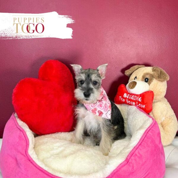 Mini Schnauzer puppies for sale Miami F Salt/Pepper #5270 - Image 3