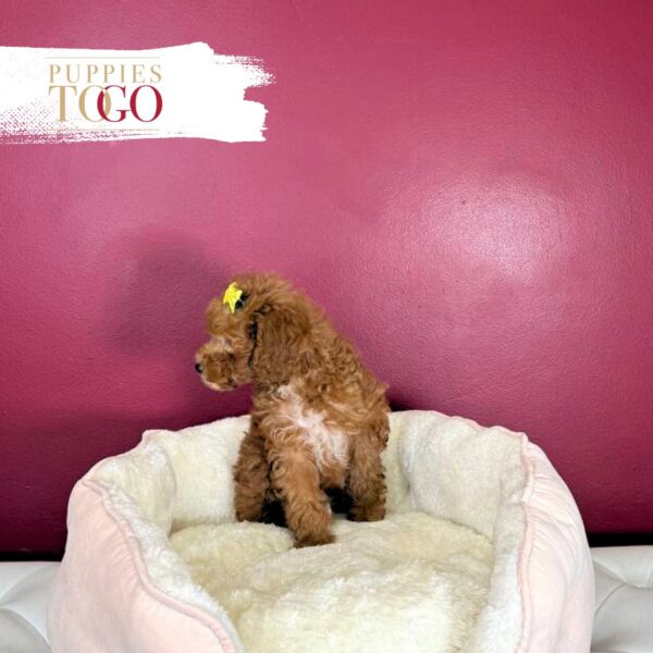 Mini GoldelDoodle Puppies Sale Miami F Red #2408 - Image 4