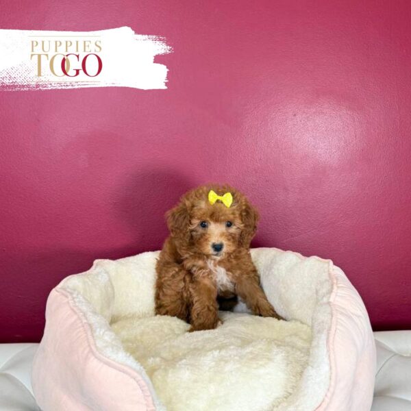 Mini GoldelDoodle Puppies Sale Miami F Red #2408 - Image 2