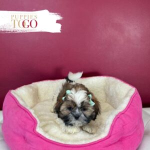 Shih Tzu Puppies For Sale Miami M Brown/White #1155