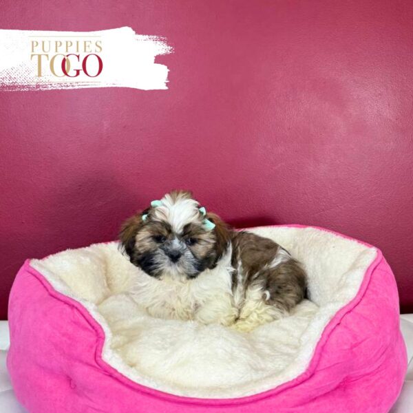 Shih Tzu Puppies For Sale Miami M Brown/White #1155 - Image 2