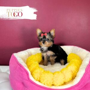 Yorkshire Terrier Puppies Miami F Black/Tan #3177