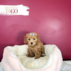 Cockapoo Puppies For Sale Miami  F Red #1721