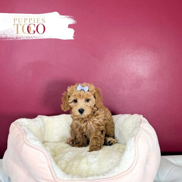 Cockapoo Puppies For Sale Miami  F Red #1721