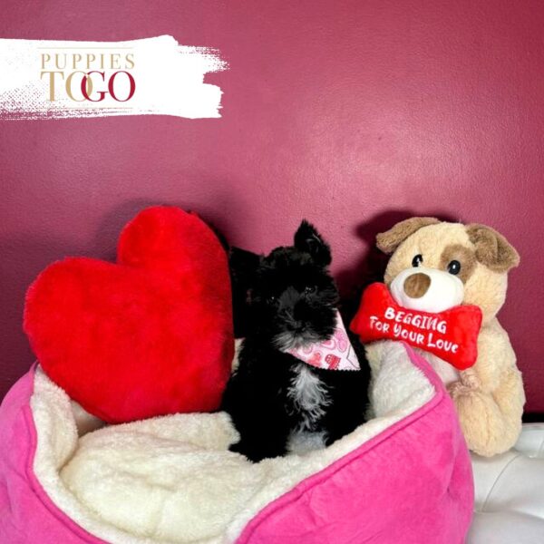 Mini Schnauzer puppies for sale Miami F Black/White #4185 - Image 3