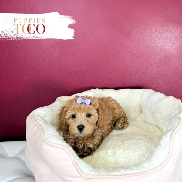 Cockapoo Puppies For Sale Miami  F Red #1721 - Image 2
