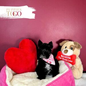 Mini Schnauzer puppies for sale Miami F Black/White #4185
