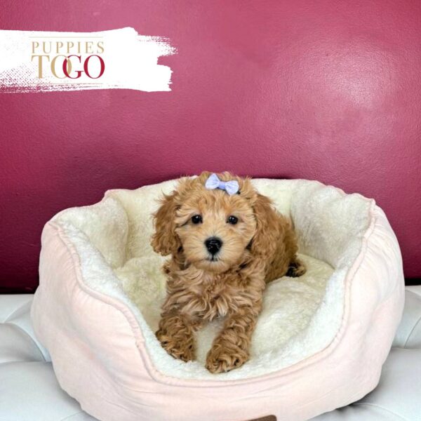 Cockapoo Puppies For Sale Miami  F Red #1721 - Image 3