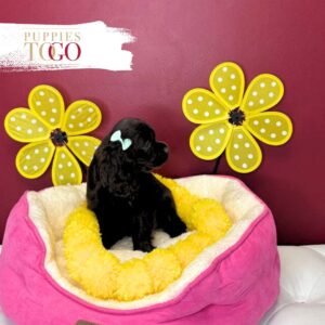 Cocker Spaniel Companion Puppies F Chocolate #9742