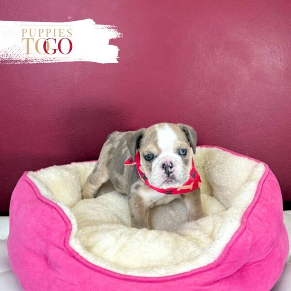 English Bulldog Puppies For Sale F Merle #4509 - Image 2