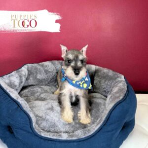 Mini Schnauzer puppies for sale Miami M Salt/Pepper #5282