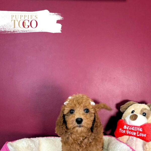 Mini GoldelDoodle Puppies Sale Miami F Golden #0501 - Image 2