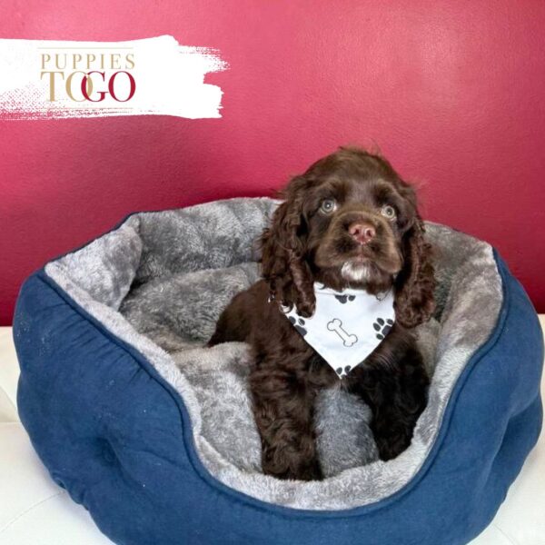 Cocker Spaniel puppies sale Miami M Chocolate #1908