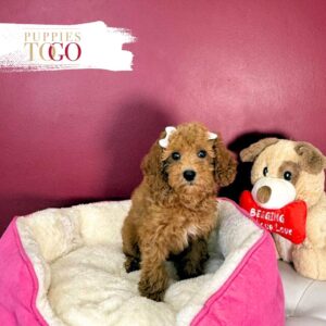 Mini GoldelDoodle Puppies Sale Miami F Golden #0501