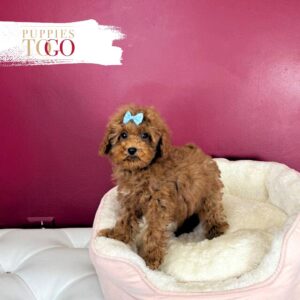 Poodle Puppies for Sale F Dark Red #4222