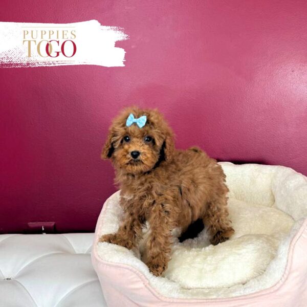 Poodle Puppies for Sale F Dark Red #4222