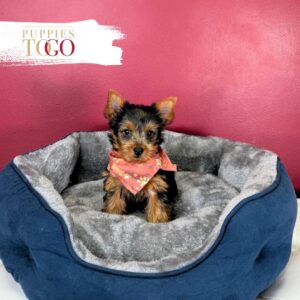 Yorkshire Terrier Puppies Miami For Sale M Black/Tan #9555