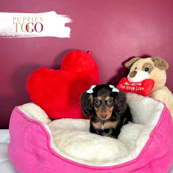 Dachshund Puppies Miami Sale F Chocolate/Tan #2227 - Image 2