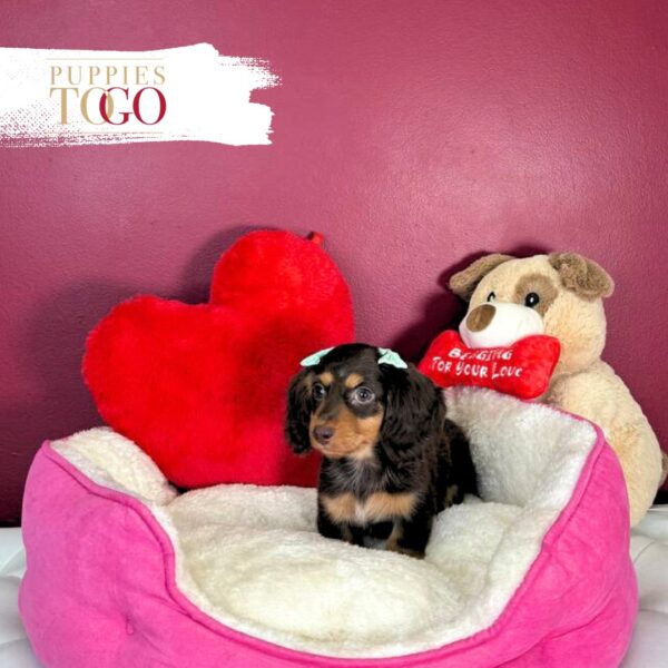 Dachshund Puppies Miami Sale F Chocolate/Tan #2227 - Image 3