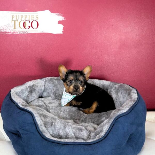 Yorkshire Terrier Puppies Miami For Sale M Blue/Gold #2393 - Image 3