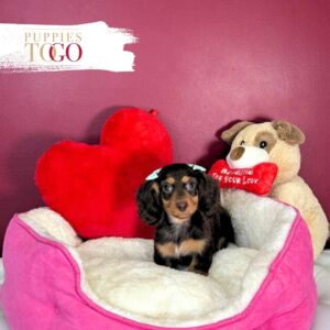 Dachshund Puppies Miami Sale F Chocolate/Tan #2227