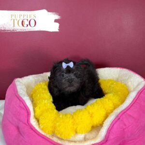 Malshi Puppies for Sale Miami F Black/White #0911