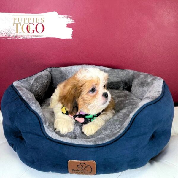 Shih Tzu for sale at Puppies M Sable/ White Parti #2144 - Image 2