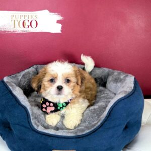 Shih Tzu for sale at Puppies M Sable/ White Parti #2144