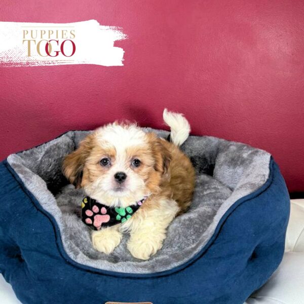Shih Tzu for sale at Puppies M Sable/ White Parti #2144