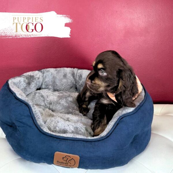 Cocker Spaniel Puppies For Sale Miami M Chocolate #6548 - Image 2