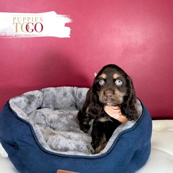 Cocker Spaniel Puppies For Sale Miami M Chocolate #6548 - Image 3