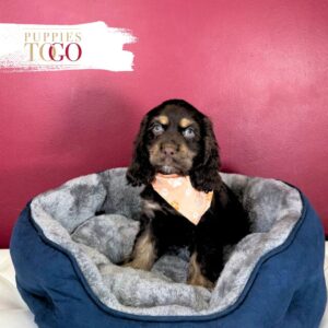 Cocker Spaniel Puppies For Sale Miami M Chocolate #6548