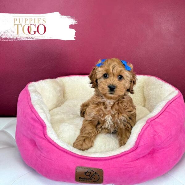 Cockapoo Puppies Miami Sale F Red/White #3546 - Image 2