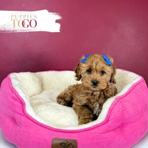 Cockapoo Puppies Miami Sale F Red/White #3546