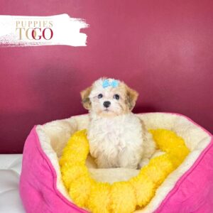 Maltipoo Puppies for Sale in Miami F White/Apricot #1234