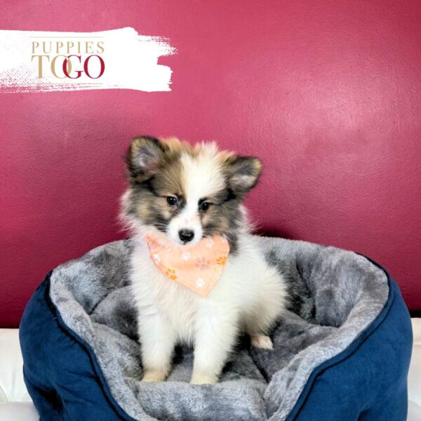 Pomeranian Puppies Miami M Chocolate/Cream/White #4510 - Image 2