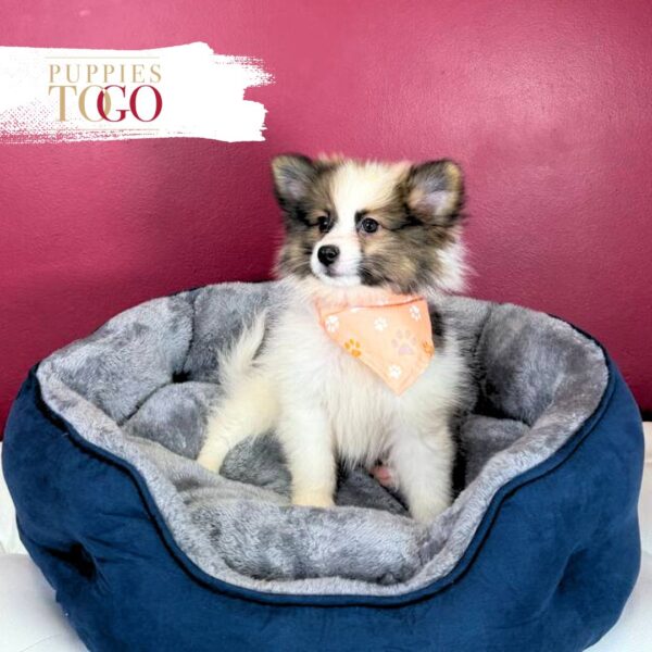 Pomeranian Puppies Miami M Chocolate/Cream/White #4510 - Image 3