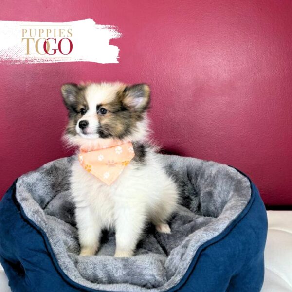 Pomeranian Puppies Miami M Chocolate/Cream/White #4510 - Image 4