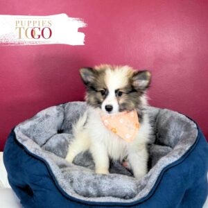 Pomeranian Puppies Miami M Chocolate/Cream/White #4510