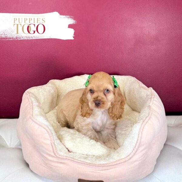 Cocker Spaniel Puppies For Sale Miami F Buff #4812 - Image 2