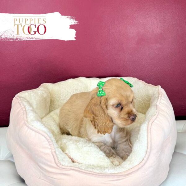 Cocker Spaniel Puppies For Sale Miami F Buff #4812 - Image 3