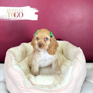 Cocker Spaniel Puppies For Sale Miami F Buff #4812