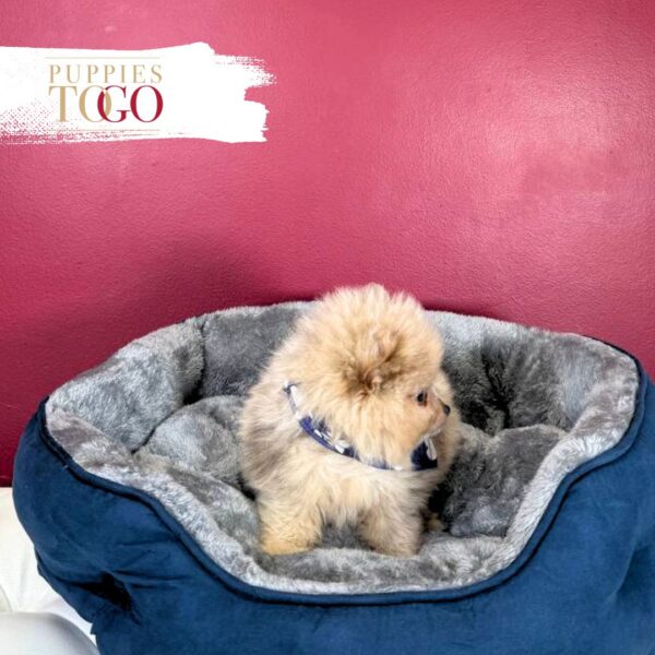 Pomeranian puppies sale Miami M Beaver Merle #8464 - Image 2