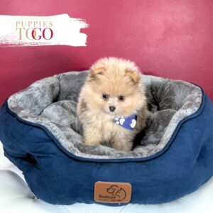 Pomeranian puppies sale Miami M Beaver Merle #8464