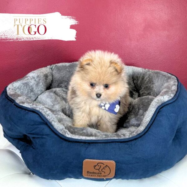 Pomeranian puppies sale Miami M Beaver Merle #8464
